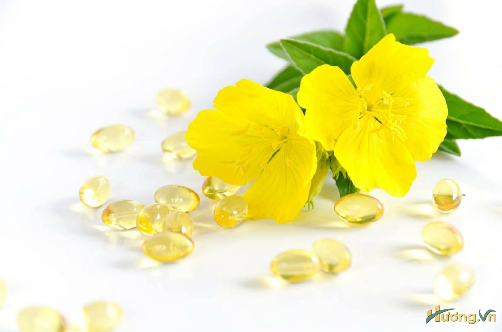 tinh dầu hoa anh thảo cũng tiềm ẩn nhiều tác hại
