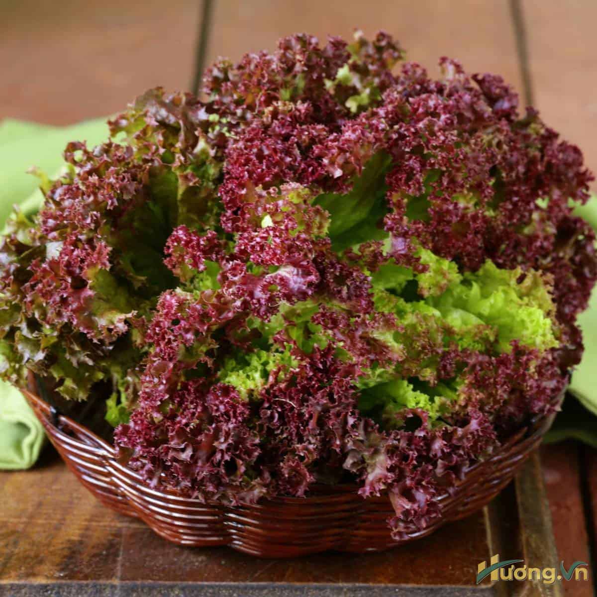Rau diếp xoăn