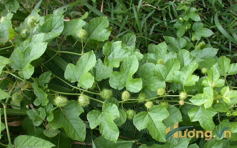 mẹo chữa mất ngủ dân gian