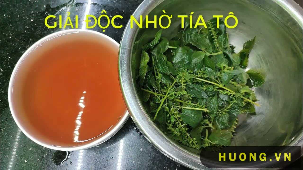 Cách trị nám bằng lá tía tô