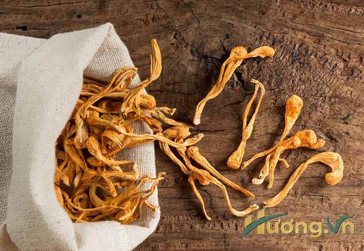 sử dụng rượu đông trùng hạ thảo