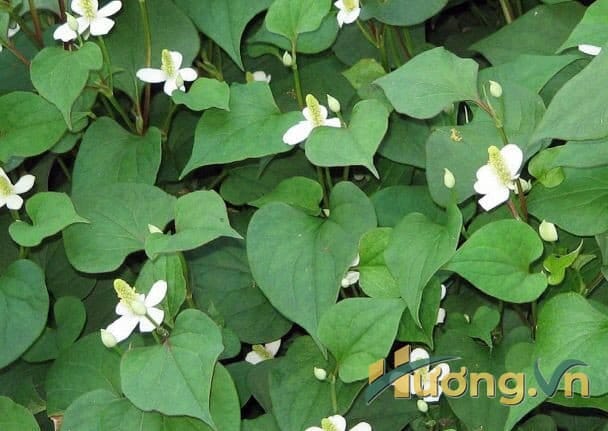 Hình ảnh rau diếp cá