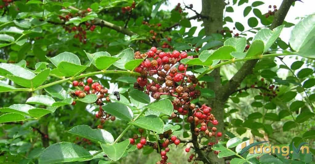 cây tiêu rừng