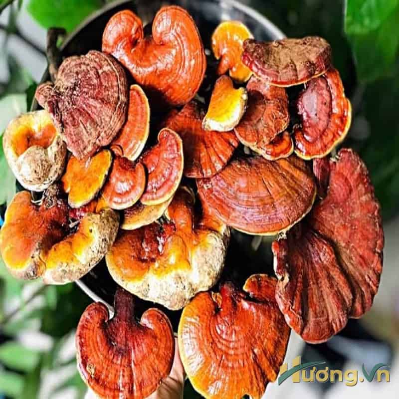Cách dùng nấm lim xanh hiệu quả