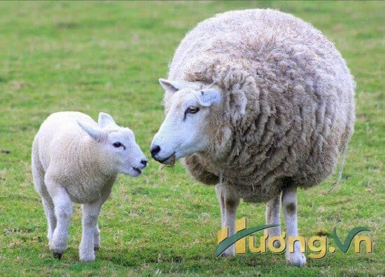 Các công dụng của nhau thai cừu
