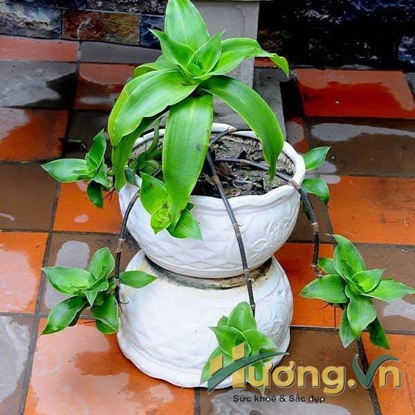 Chậu cây lược vàng 