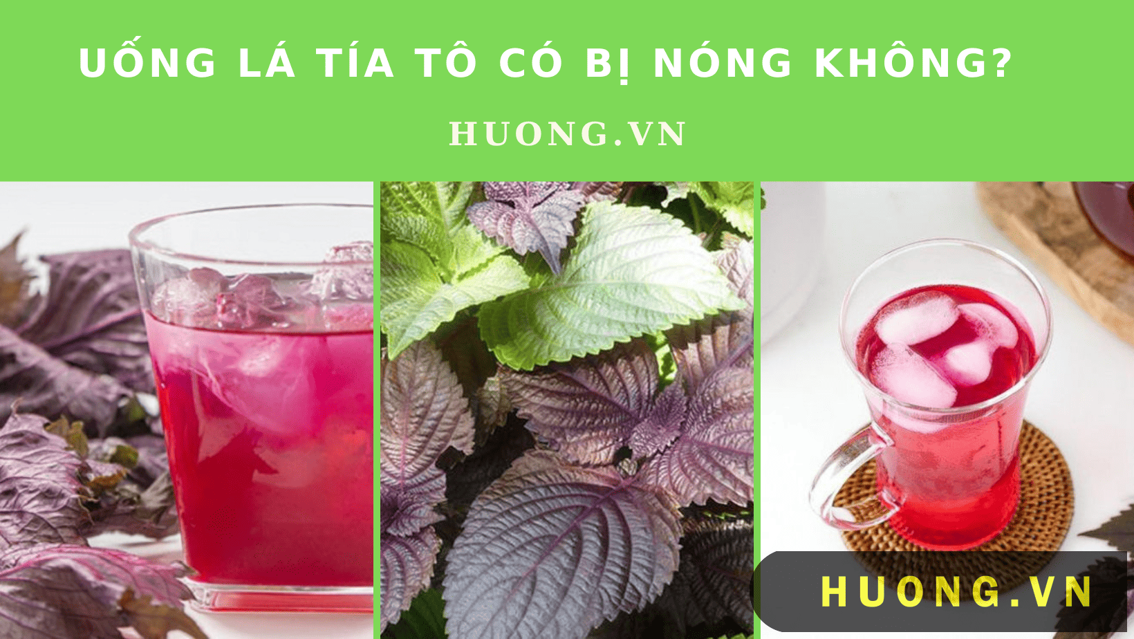 Hình ảnh uống lá tía tô có bị nóng không?