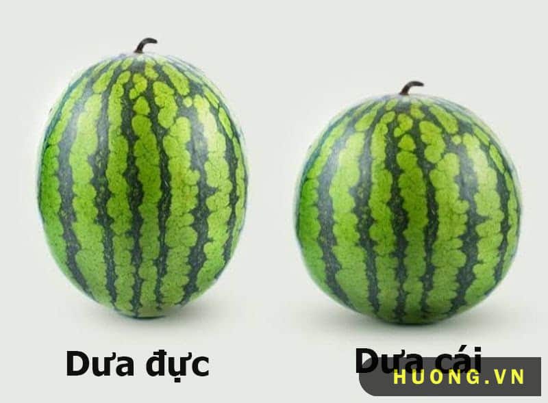 Dựa vào hình dáng quả dưa